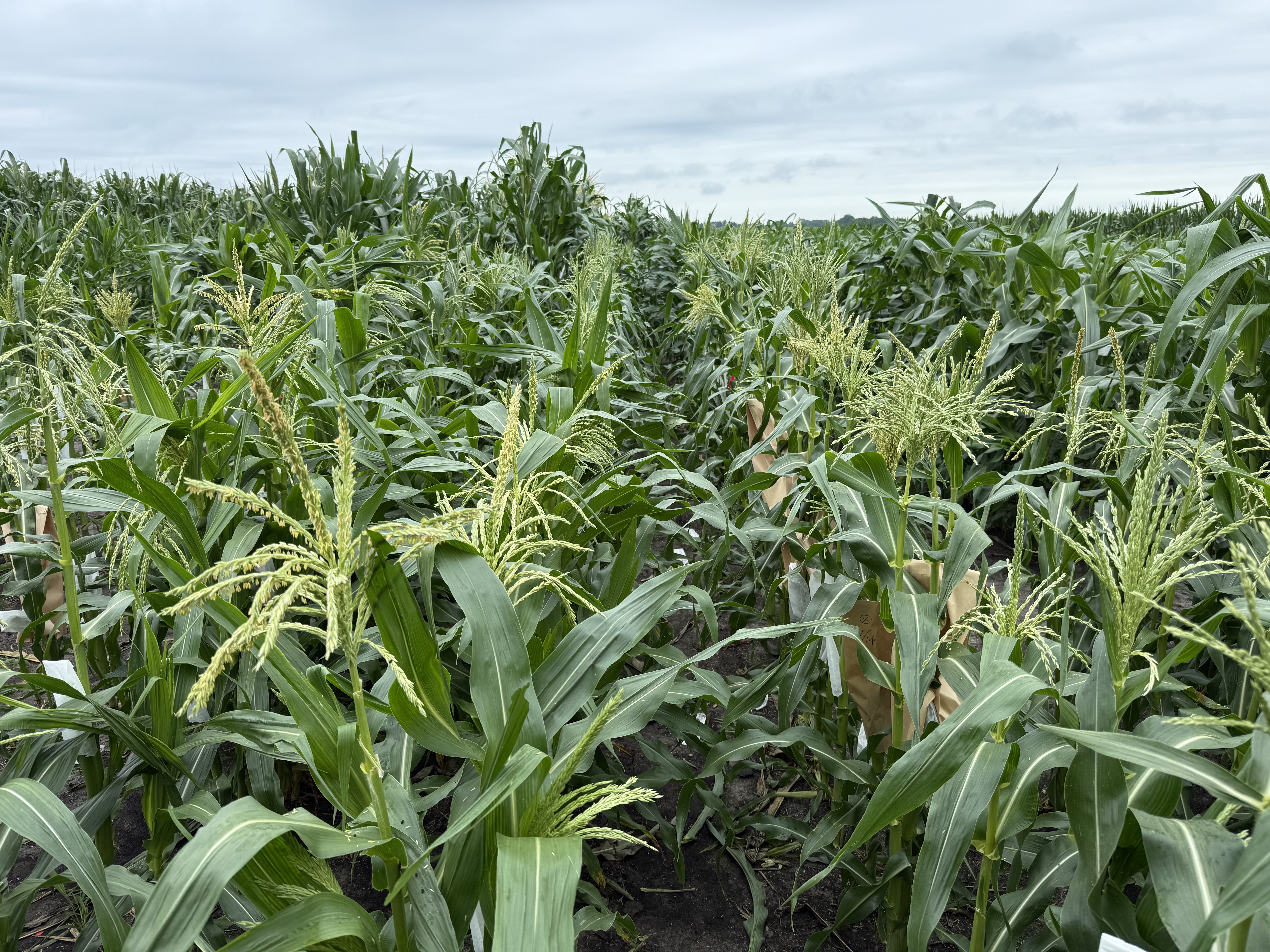 CYAN sweet corn breeding plots